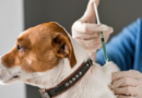 Los viernes hay vacunación antirrábica gratuita para perros y gatos