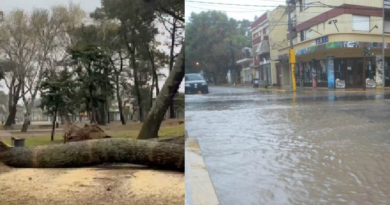 Temporal en la Costa: Arboles caídos, calles anegadas, cortes de luz y suspensión de clases