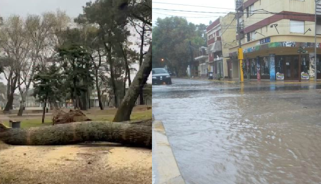 Temporal en la Costa: Arboles caídos, calles anegadas, cortes de luz y suspensión de clases